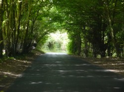 A Tree Lined Road
